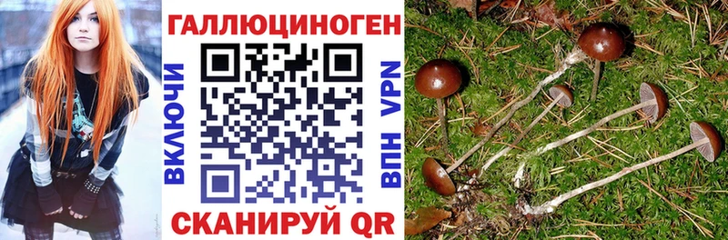 Галлюциногенные грибы GOLDEN TEACHER  цена   Каргат 